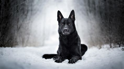 Black Dog Hd Wallpapers Wallpaper Cave