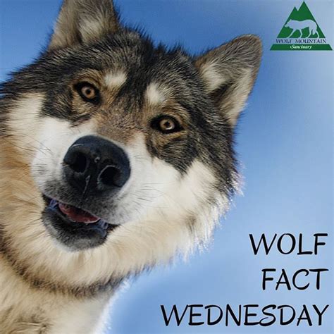 Wolf Fact Wednesday Wolves Are A Keystone Species Keystone Species