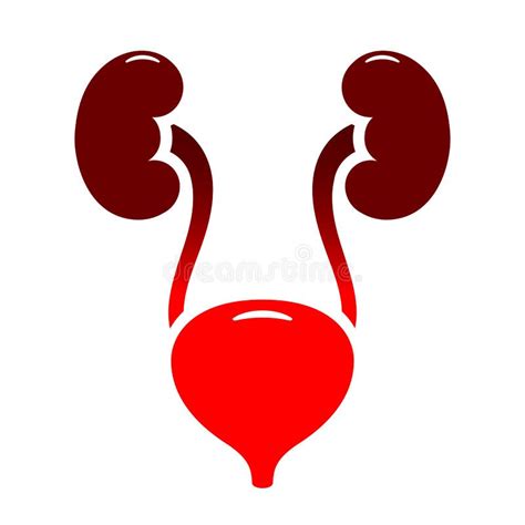 Bladder And Urinary Tract Infection Icon Stock Vector Illustration Of