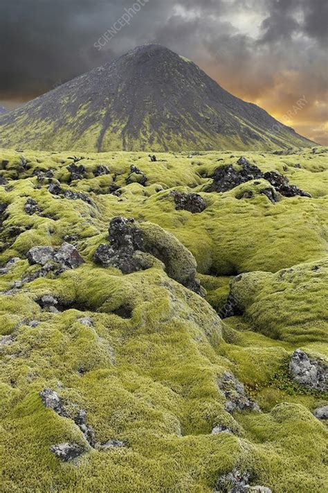 Moss Covered Lava Field Iceland Stock Image C0199283 Science