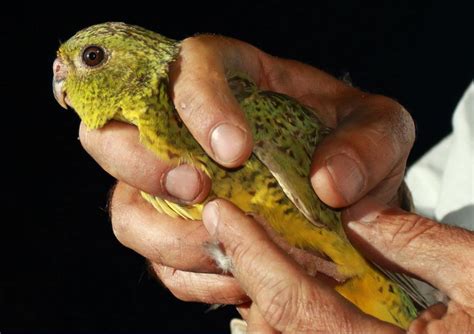 Special Powers Of The Rare And Elusive Night Parrot Finally Revealed