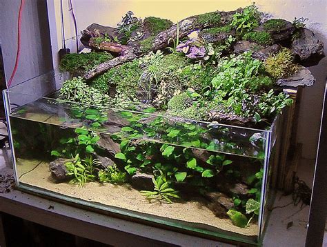 Paludarium Tank Images Paludarium 2021