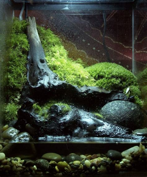 How To Build A Salamander Vivarium Or Terrarium Pethelpful