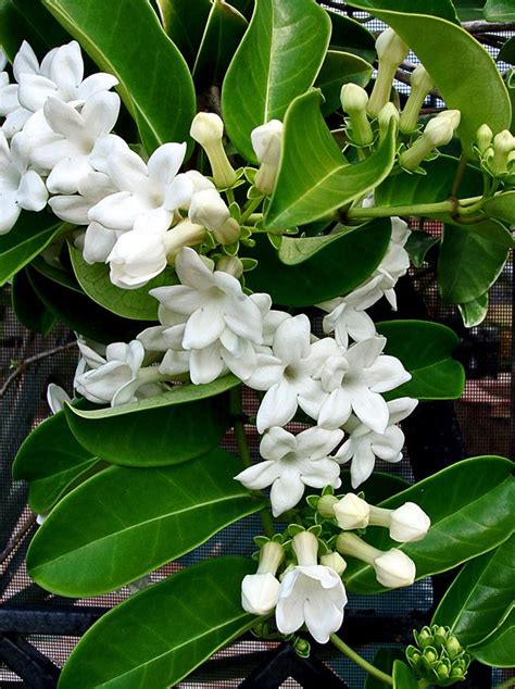 Stephanotis Database Plants