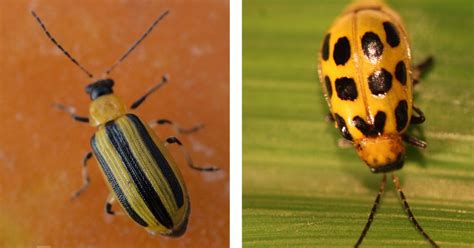 Start Scouting For Striped Cucumber Beetles