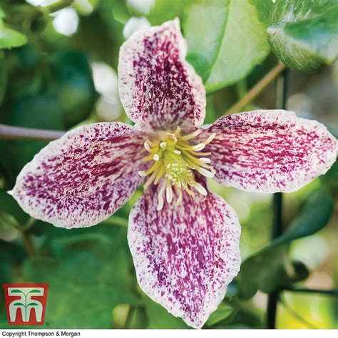 Maybe you would like to learn more about one of these? Clematis cirrhosa var. purpurascens 'Freckles' plants ...