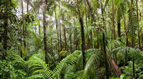 Trees In Tropical Rainforest Eungella Photograph By Panoramic Images