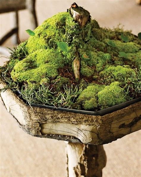 Marthas Top Tips For Growing A Thriving Moss Garden Moss Garden