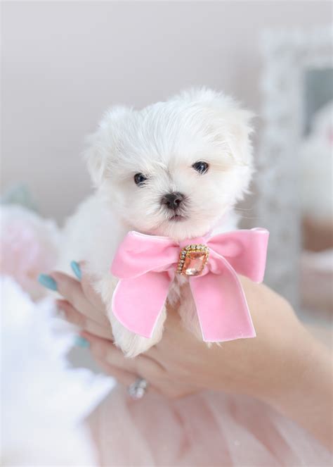 Enter your email address to receive alerts when we have new listings available for teacup puppies for sale uk. Teacup and Toy Maltese Puppies | Teacups, Puppies & Boutique