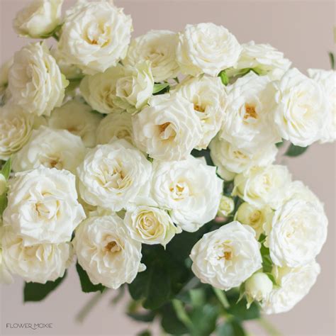 White And Cream Spray Roses Bulk Wedding Flowers Flower Moxie