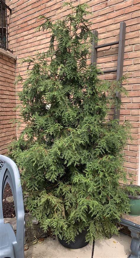 Great Finds Online Auctions Arborvitae In 10 Gallon Planter