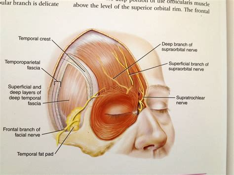 Frontal Branch Of Facial Nerve Facial Nerve Anatomy Facial Nerve