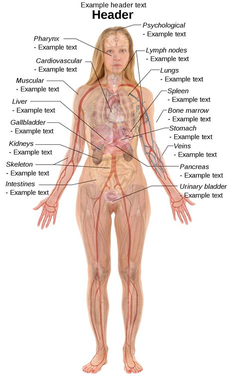 This can effectively educate everyone on the female human body. Organic: Female Organs