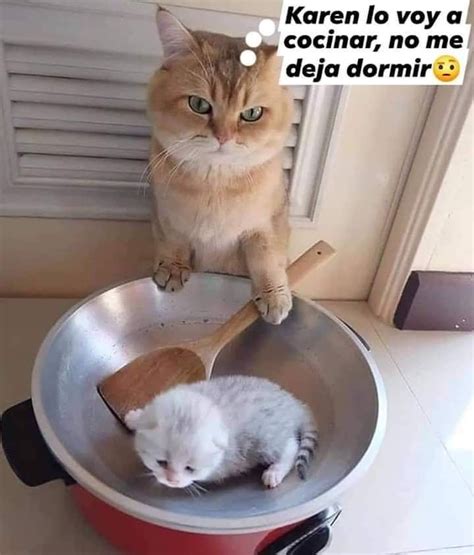 30 Mejores Memes Karen Memes Español Gatos