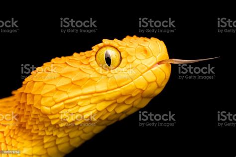 Venomous Bush Viper Snake With Tongue Out Stock Photo Download Image