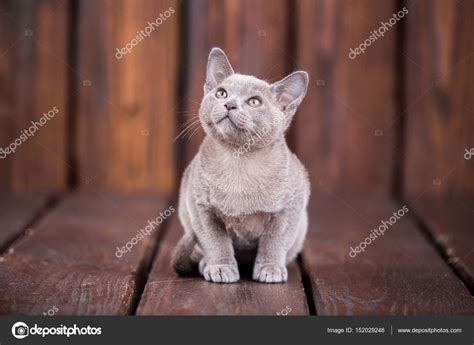 Breed Of European Burmese Cat Gray Sitting On A Brown Wooden