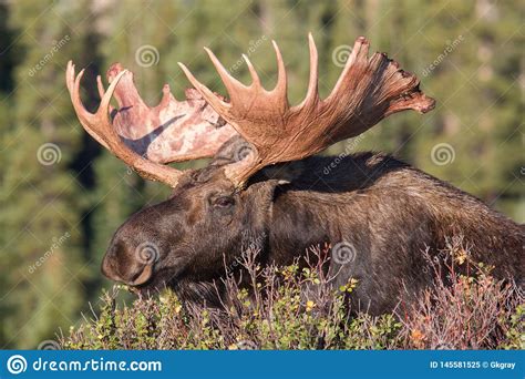 Shiras Moose In Colorado Shiras Are The Smallest Species Of Moose In