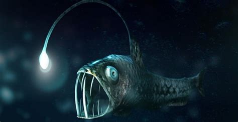 Deep Sea Creatures Underwater Fish Deep Sea