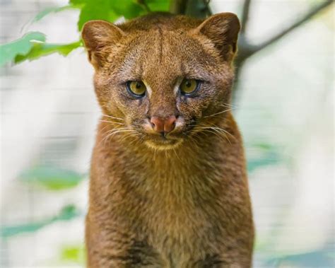 El Jaguarundi El Felino Que Aún Sobrevive En Nuevo León