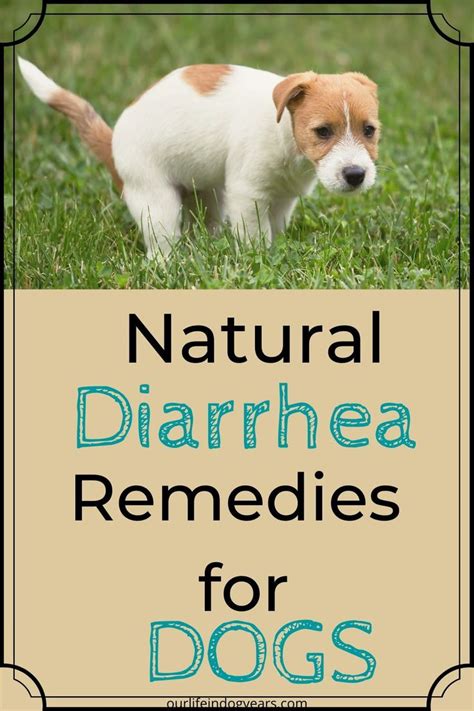 Natural Diarrhea Remedies For Dogs Dog Diarrhea Remedy Diarrhea