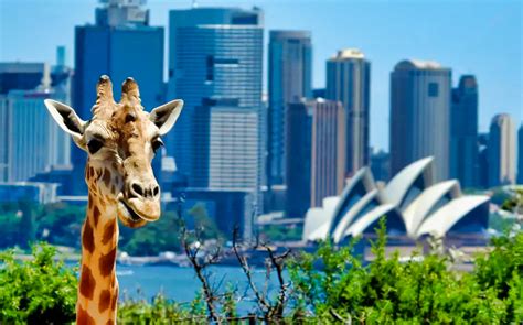 Taronga Zoo Sydney Australian Wildlife And Beyond