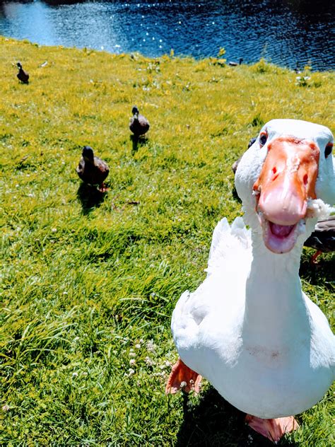 Took this pic of a silly goose : AnimalsBeingDerps