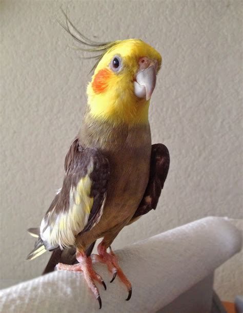 Lessons Learned From a Silly Bird (The Loss Of A Pet)