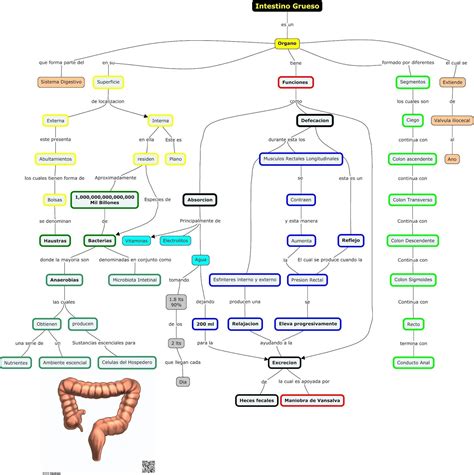 Collection Mapa Conceptual Del Sistema Digestivo Y Excretor Full Boni Sexiz Pix