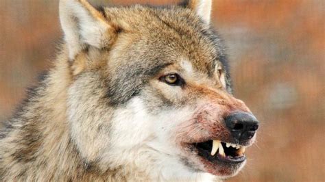 French Farmers Howl As Wolf Attacks On Livestock Soar World The