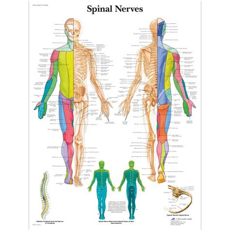 Spinal Nerves Chart Medicalsupplies Co Uk