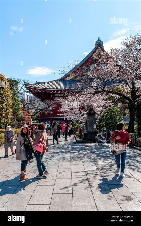 Cherry Blossom Buddhist Temple Complex Senso Ji Temple Or Asakusa Shrine Asakusa Tokyo Japan