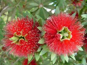 Red Exotic Hawaiian Flower Tropical Flowers Pinterest