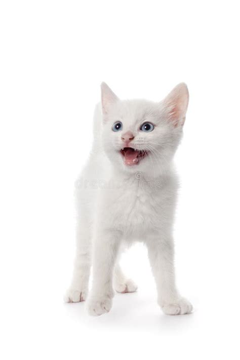 Cute White Kitten With Blue Eyes Meowing Stock Photo Image Of Meowing