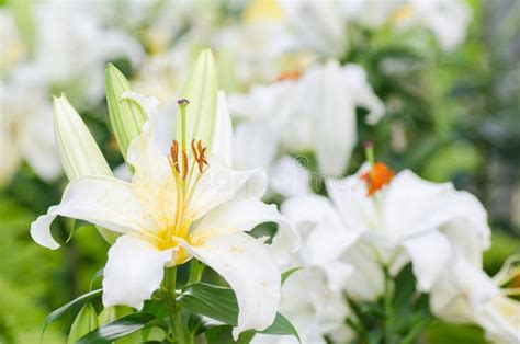 White Lily Flower Stock Image Image Of Outdoor Plant 88309547