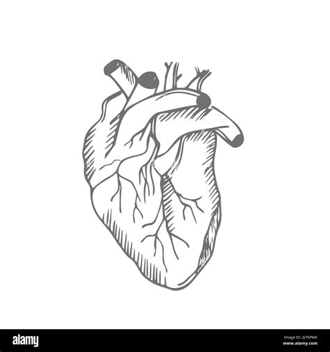 Human Heart Anatomical Realistic Line Art Vector Illustration Stock
