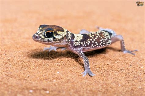 They comfort us and they give us companionship. Twenty two fun and interesting facts about lizards ...