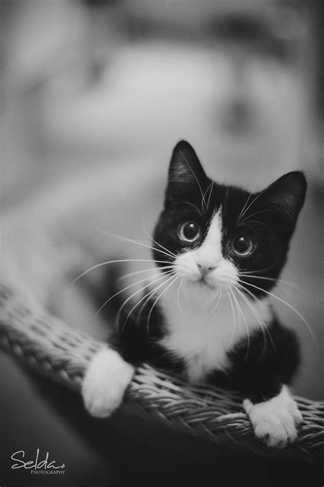 Cute Black And White Tuxedo Kitten Paws Over Edge Of Basket In Bandbs
