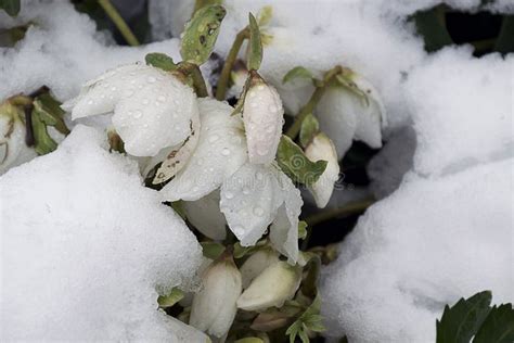 Very Nice Spring Flowers Close Up Under The Snow Stock Image Image Of