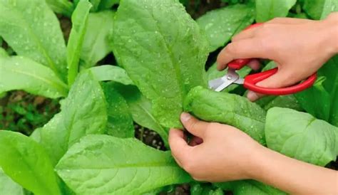How To Harvest Leaf Lettuce Grower Today