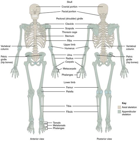 The Skeletal System Human Nutrition Deprecated