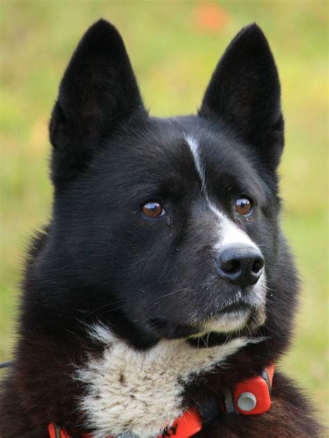 Categorykarelian Bear Dog Karelian Bear Dog Bear Dog Dog Breeds