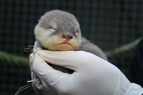 Baby Asian Otters Welcomed To New Zealand Zoo Baby Zoo Animals