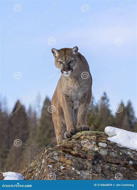 Un Cougar Ou Un Lion De Montagne Puma Concolor Marchant Dans La Neige D