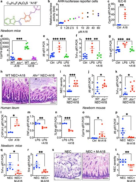 The Ahr Agonist A18 Activates Ahr On The Intestinal Epithelium