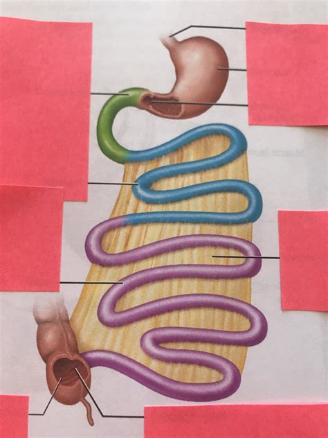 Small Intestine 1 Diagram Quizlet