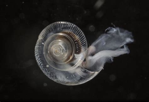 Op Ed What Ailing Pteropods Tell Us About Climate Change Los Angeles