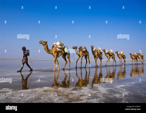 Afar Tribe Man Camel Caravans Carrying Salt Blocks In The Danakil