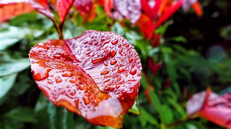 Wallpaper Leaves 5k 4k Wallpaper Drops Rain Autumn Nature 5692