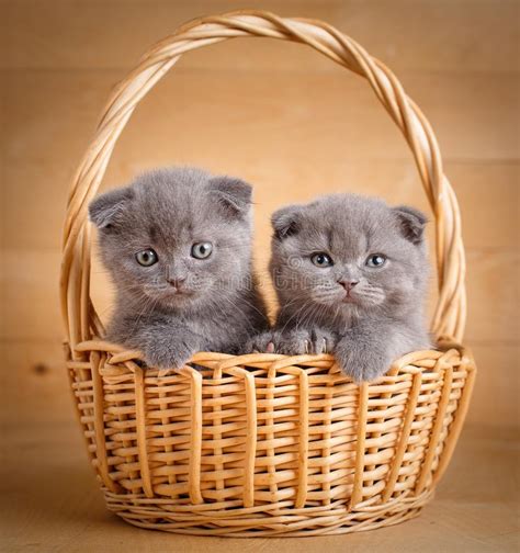 Funny Little Scottish Fold Kittens Sitting In Basket Stock