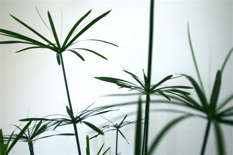 Das zypergras (cyperus alternifolius), oft auch zyperngras genannt, ist eine meiner lieblingspflanzen. Zyperngras » Über Ableger vermehren